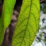 Ficus coronata Leaf