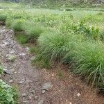 Carex nigra Habit