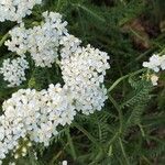 Achillea millefoliumFlower