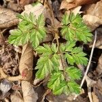 Chaerophyllum hirsutum 整株植物