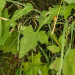Lactuca muralis Leaf