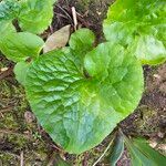 Asarum caudatum ᱥᱟᱠᱟᱢ