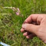 Onobrychis arenaria Kvet