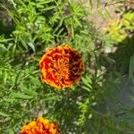 Tagetes erectaLorea