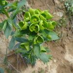 Euphorbia agraria Flower