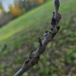 Fraxinus excelsior Bark