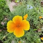 Eschscholzia caespitosa Flor