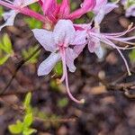 Rhododendron periclymenoides ᱵᱟᱦᱟ