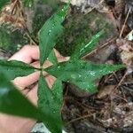 Silene stellata Leaf