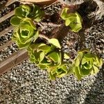 Aeonium nobile Leaf