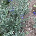 Salvia chamaedryoides Хабит