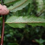 Asplenium friesiorum Folha