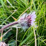 Erigeron uniflorus Květ