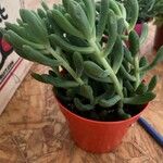 Sedum pachyphyllum 葉