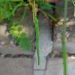 Brassica tournefortii Fruit