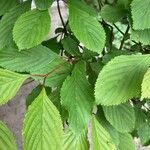 Viburnum farreri Leaf