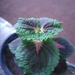 Plectranthus scutellarioidesഇല