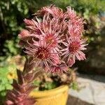 Sempervivum tectorumപുഷ്പം