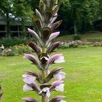 Acanthus spinosusΛουλούδι