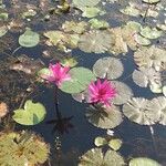 Nymphaea rubra Flower