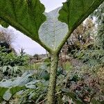 Gunnera tinctoriaLeht