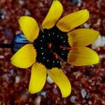 Gazania tenuifolia