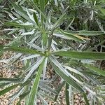 Convolvulus oleifolius Leaf