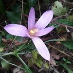 Colchicum alpinum Blomst