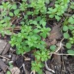 Galium verrucosum Blad