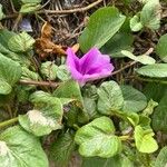 Ipomoea pes-capraeफूल