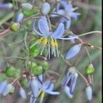 Dianella caerulea Virág