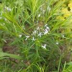 Amsonia hubrichtii Blüte