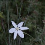 Milla biflora Kwiat