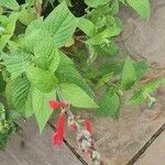 Salvia coccinea Φύλλο