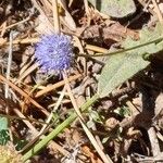 Jasione maritima Flor