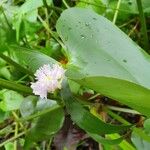 Pontederia rotundifolia Кветка