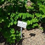 Polygonatum latifolium Deilen