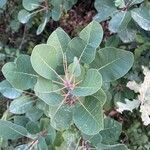 Cotinus coggygria Blatt