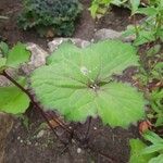 Ligularia dentata Leaf