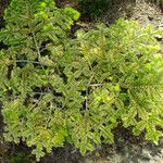 Picea jezoensis List
