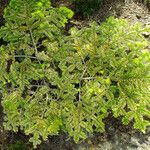 Picea jezoensis Blad