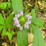 Prunella vulgaris Flor