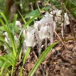 Monotropa uniflora Цвят