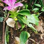 Curcuma aromatica Flower