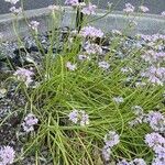 Allium unifolium Folha