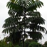 Ailanthus triphysa Liść