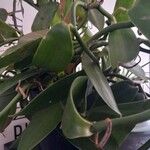 Vanilla planifolia Fruto