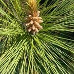 Pinus coulteri Кветка