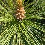 Pinus coulteri Flors