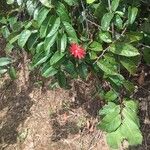 Passiflora glandulosa Flower